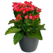 Kalanchoe velmelho + Cachep Antracite